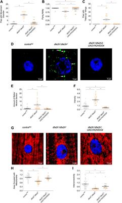 A new model for fatty acid hydroxylase-associated neurodegeneration reveals mitochondrial and autophagy abnormalities